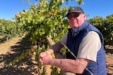 Russell Lynch leans on a row of vines
