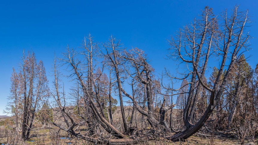 Burnt pencil pines in the Tasmanian WHA