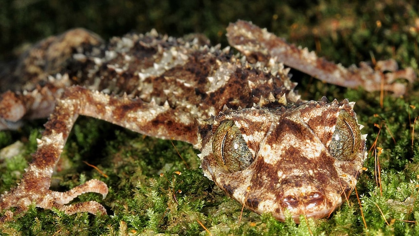 A striking looking gecko with an almost bejewelled appearance. It has thorny spines and mottled reddish-brown patterning.
