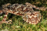 A striking looking gecko with an almost bejewelled appearance. It has thorny spines and mottled reddish-brown patterning.