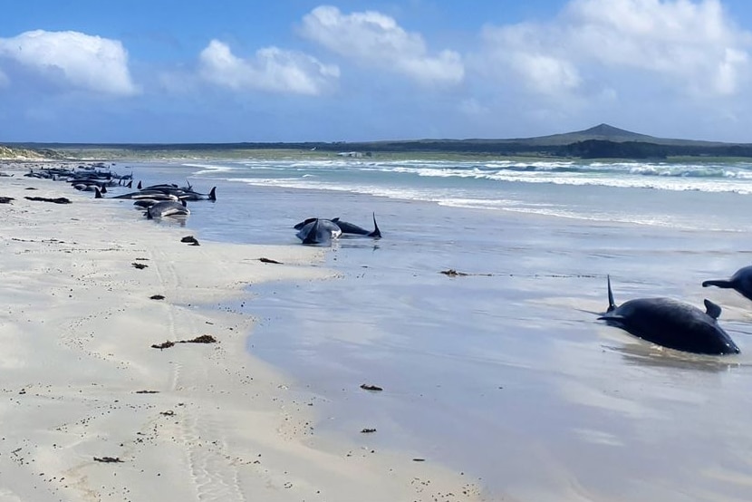 Whale bodies lying on a beach.