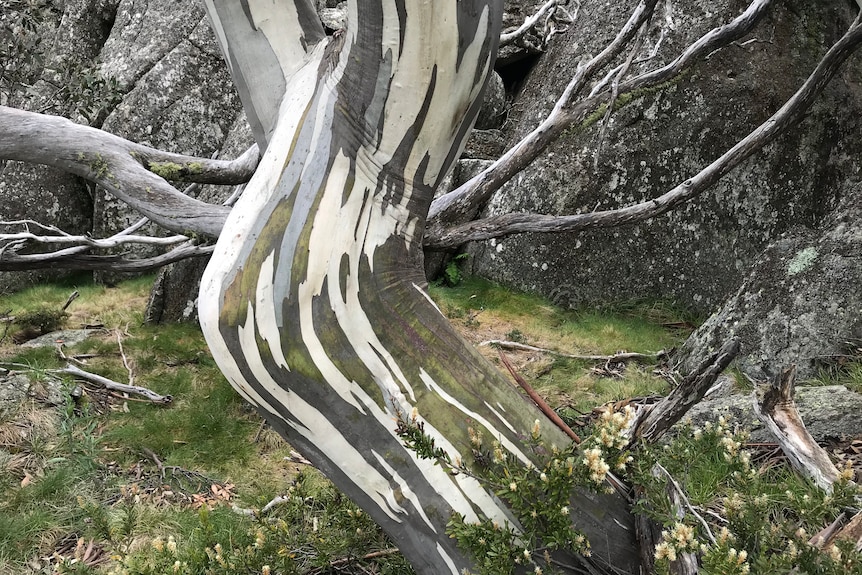 The gnarled trunk of a healthy old snow gum.