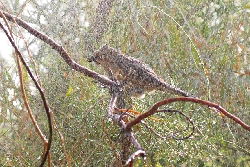 A grey bird showering in trees at the Alice Springs Desert Park