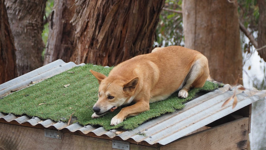 A dingo in captivity at Cleland Wildlife Park in the Adelaide Hills.