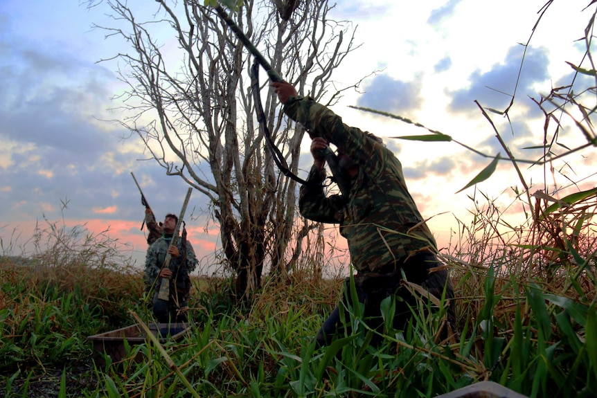 Magpie goose hunting