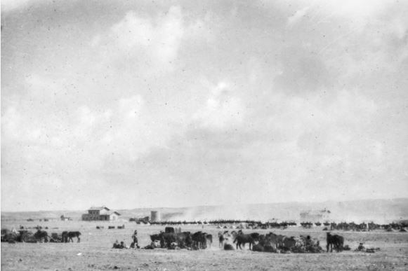 Black and white photo of Australian Light Horse resting in the desert.