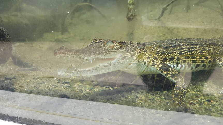 A juvenile crocodile lays on the sandy base of a tank with its mouth open.