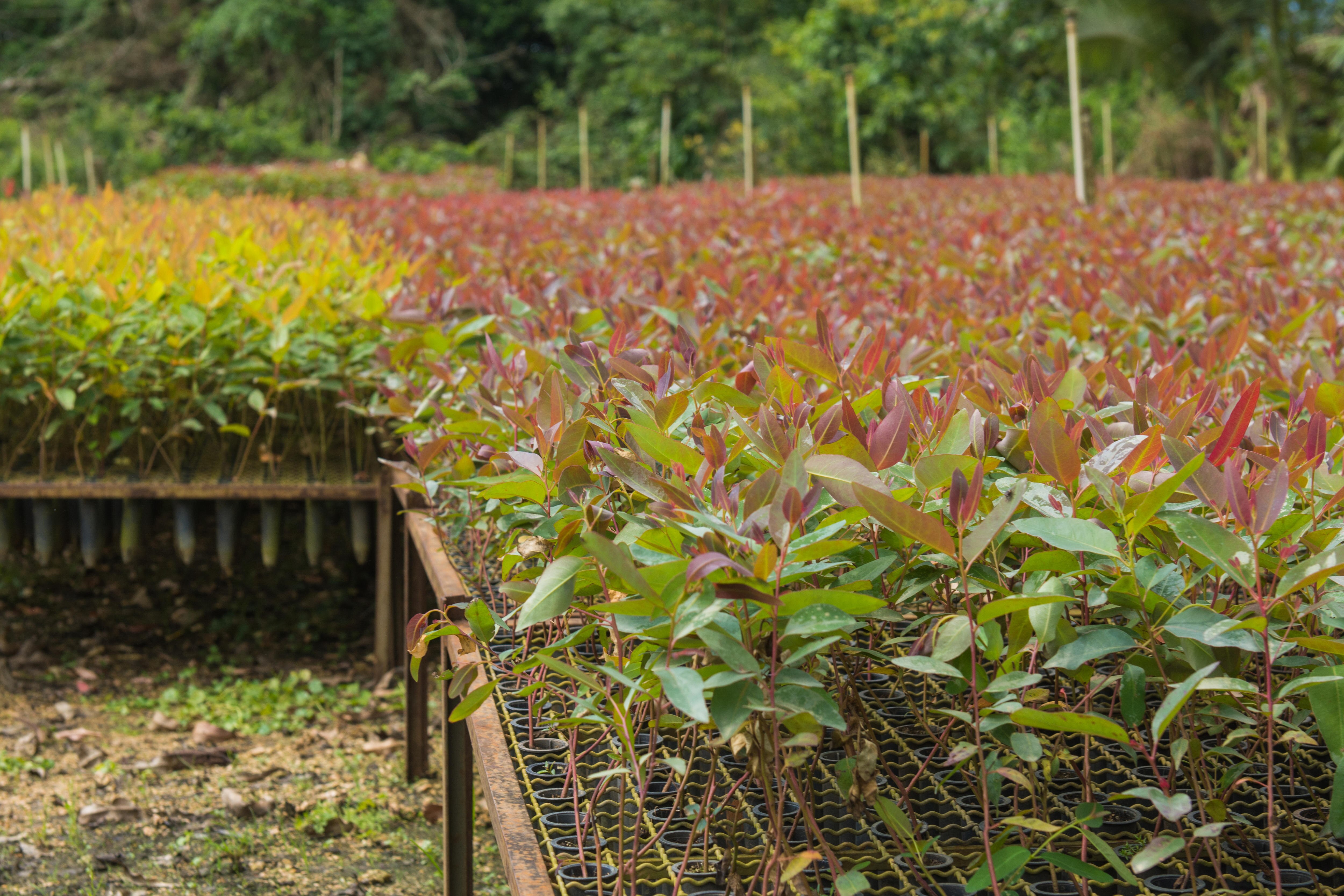 Ecualyptus seedlings in rows at a nursery