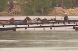 A woman sits on a stock yard fence just above floodwaters and counting a herd of wading horses   