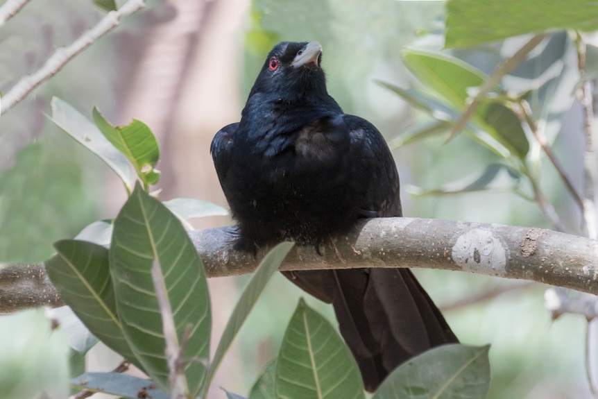 A black bird with red eyes sits on a branch