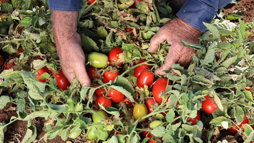 mans hands in tomato bush with small red and green tomatoes amongst green leaves