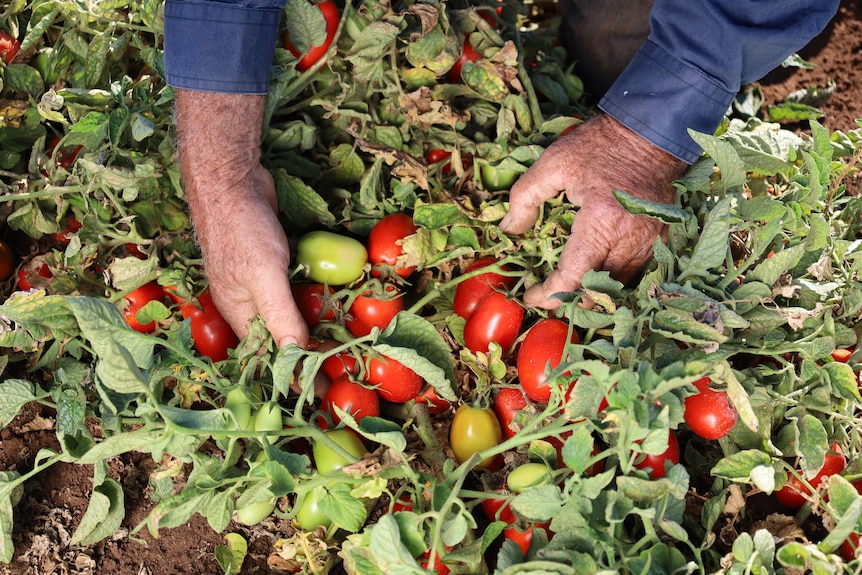 hands look over tomatoes growing 