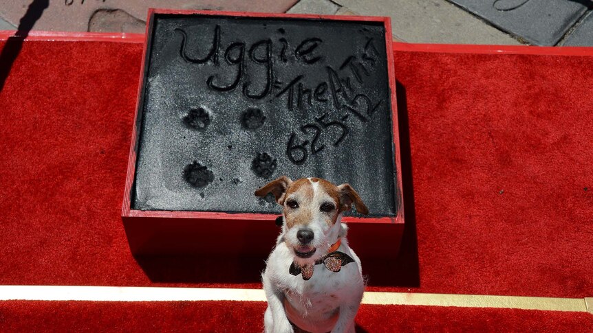 Uggie, the dog who starred in the Academy Award-winning film The Artist