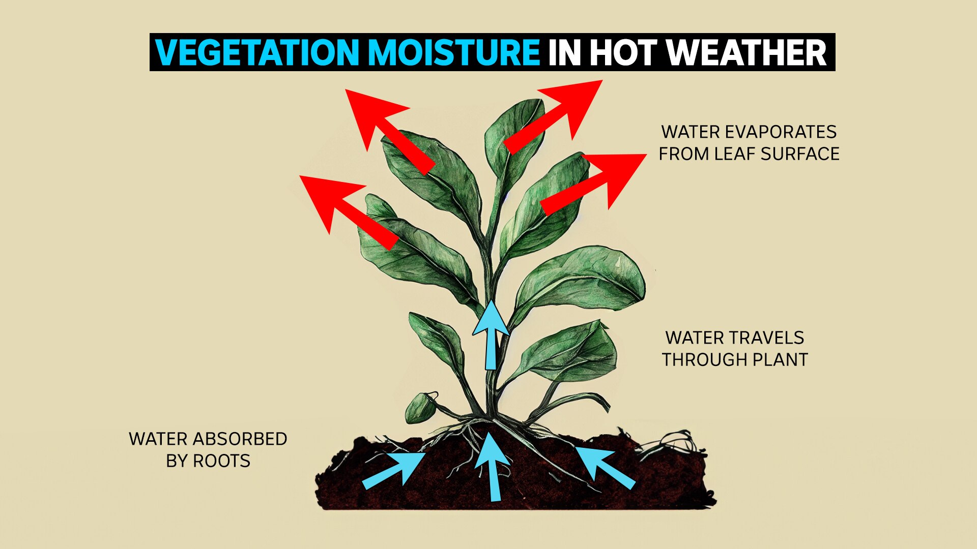 Graphic showing vegetation moisture levels in hot weather