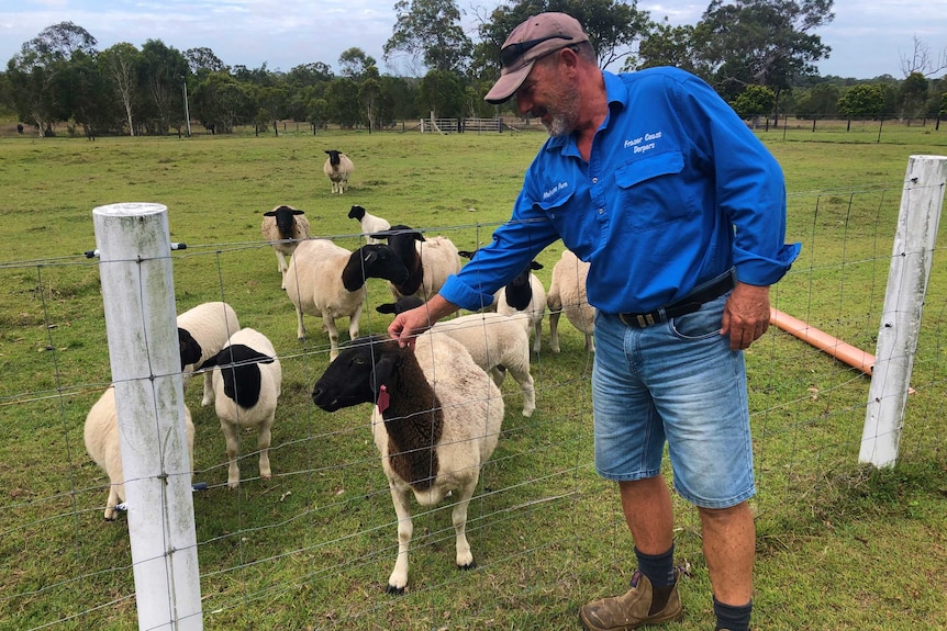 An older man pats a black and white sheep over a fence while smiling He's wearing a blue long sleeved shirt cap and denim shorts