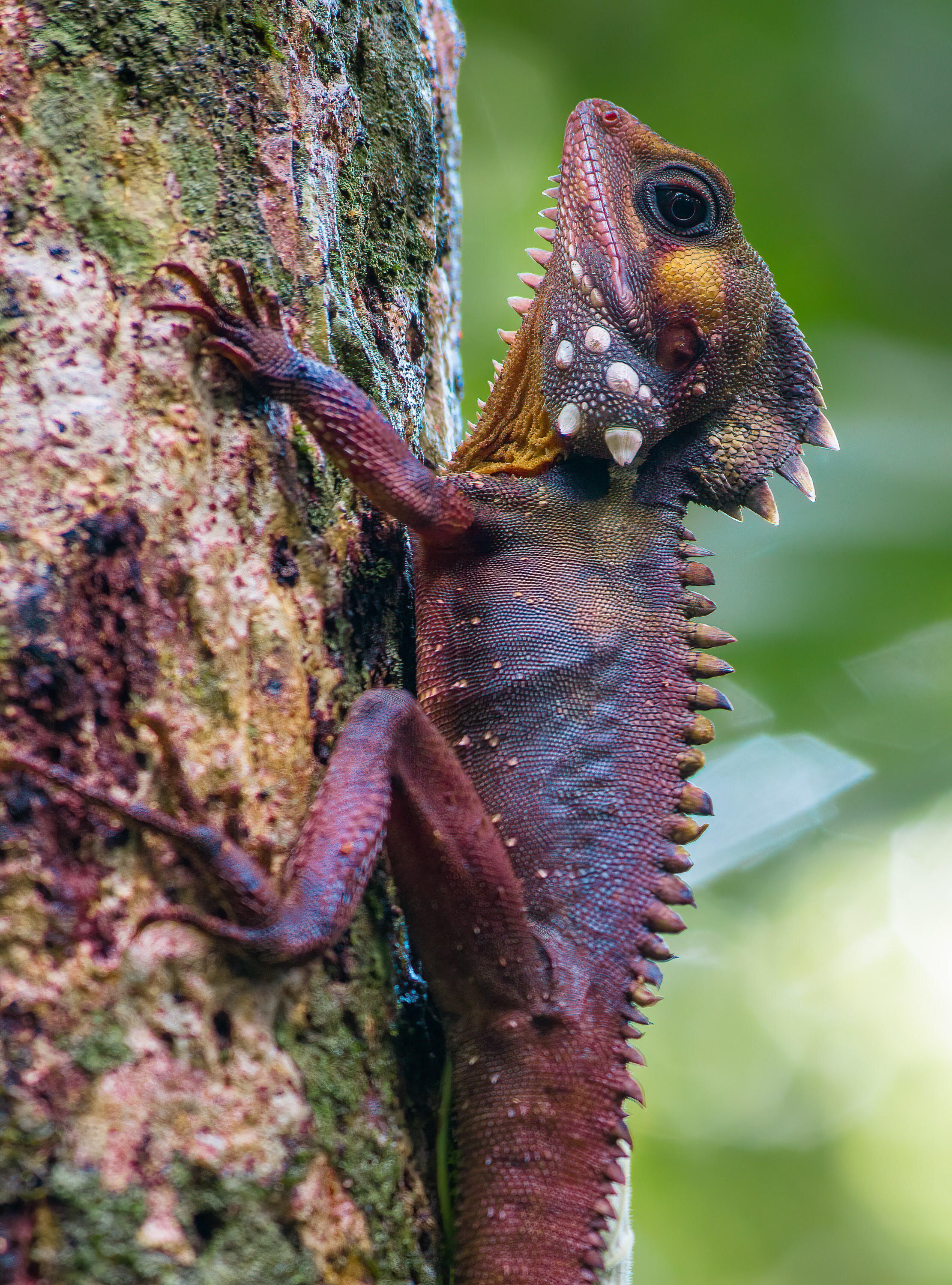 Un lézard sur un arbre.