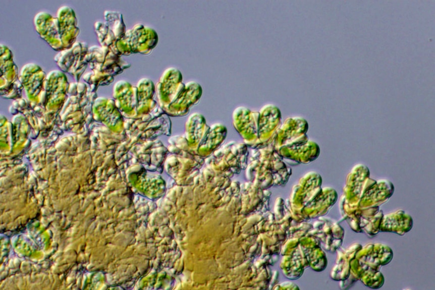 Botryococcus braunii under the microscope