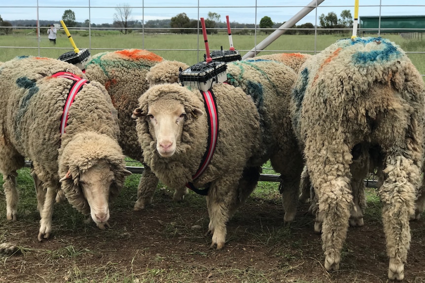 Four merino in pen with devices strapped to them