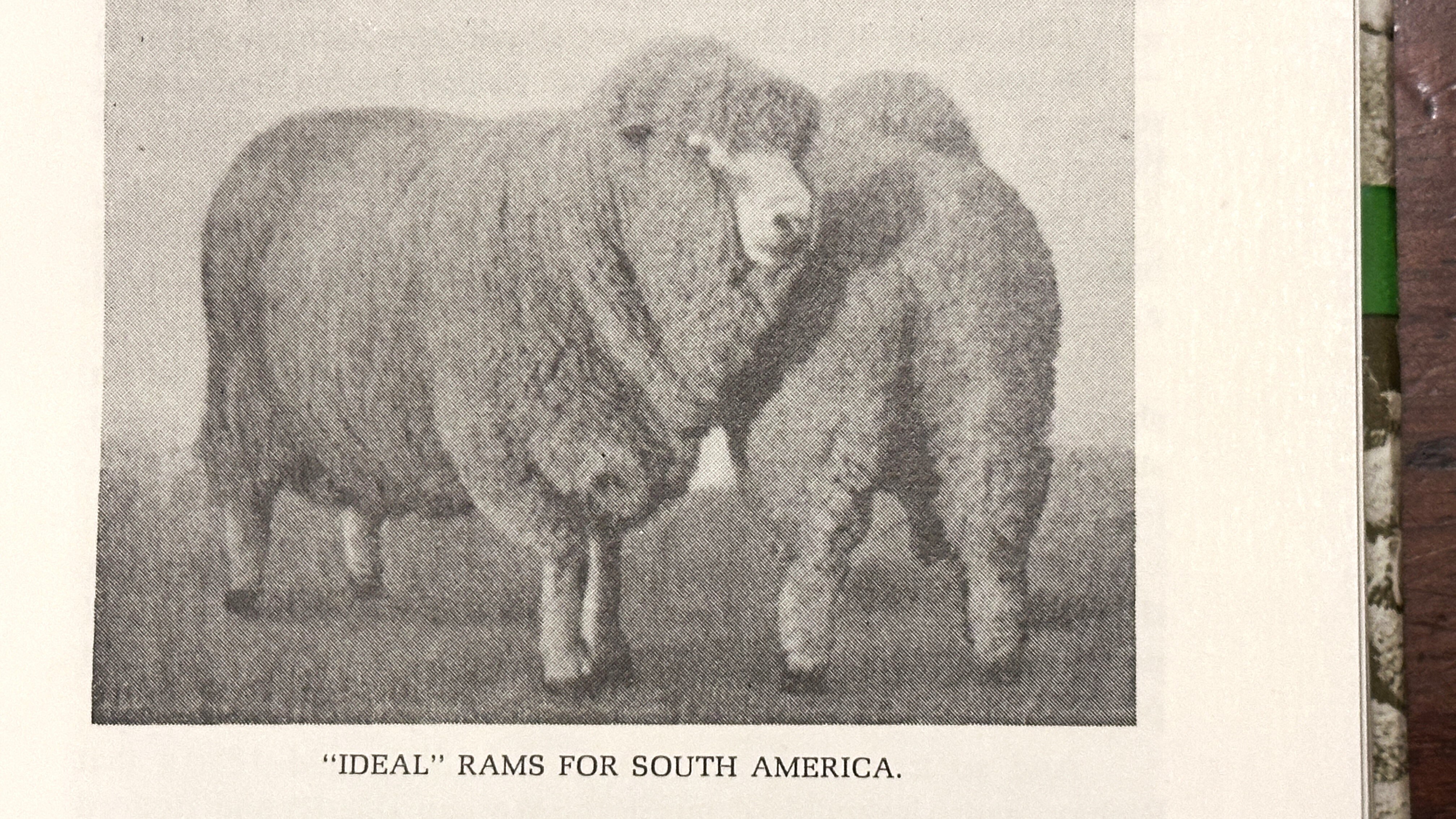 Black and white picture of two sheep with a caption: "Ideal" rams for South America.