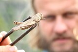 A man in soft focus holding a grasshopper toward the camera between chopsticks.