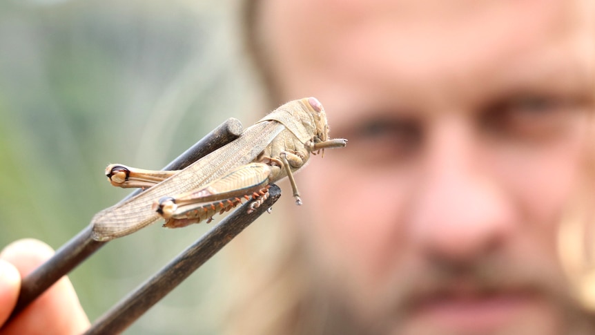 A man in soft focus holding a grasshopper toward the camera between chopsticks.