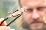 A man in soft focus holding a grasshopper toward the camera between chopsticks.