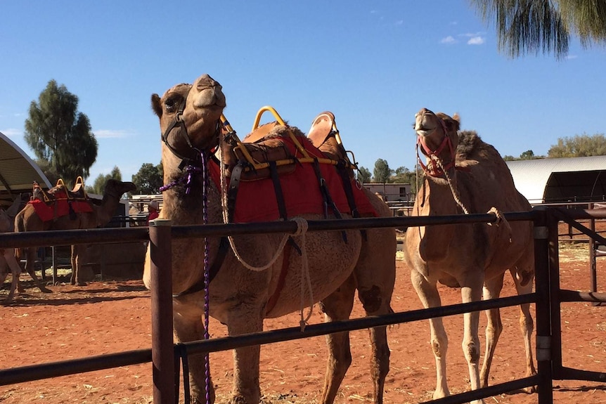Camels at the Uluru Camel Tours yard.