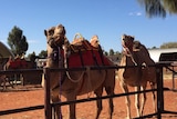 Camels at the Uluru Camel Tours yard.