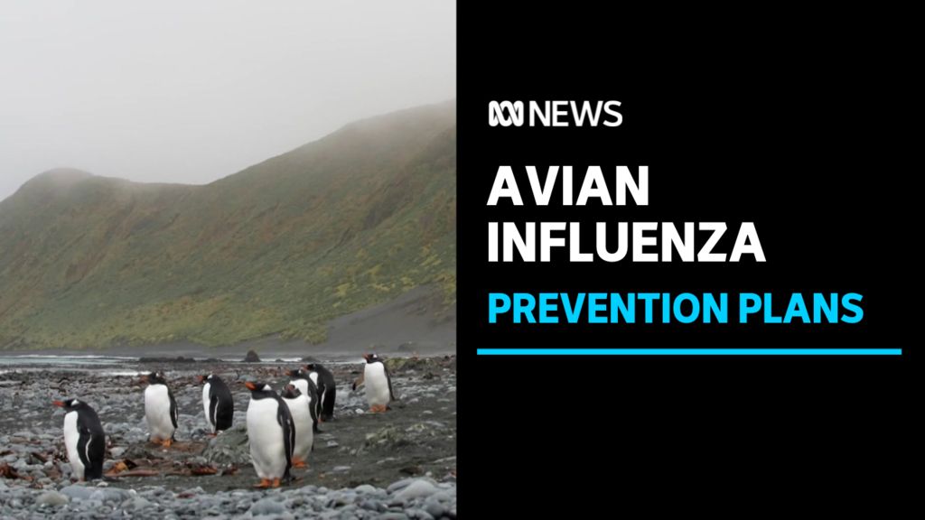 Avian Influenza, Prevention Plans: A group of penguins on a foggy, stormy beach with green hills in the background.