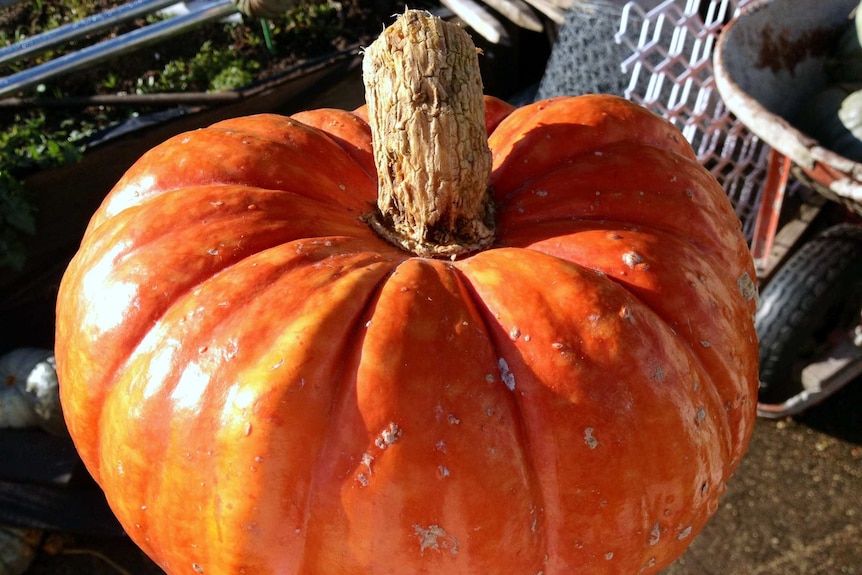 New pumpkin variety called 'Collector Gold'