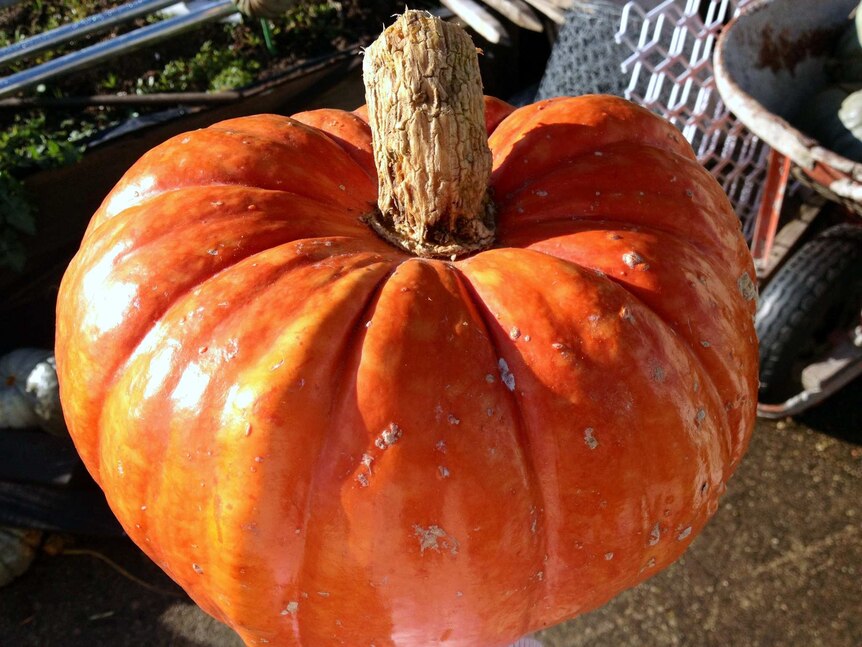 New pumpkin variety called 'Collector Gold'