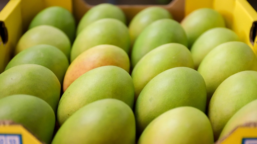 Les prix des mangues augmentent dans l’État de Washington alors que les rendements des récoltes chutent de plus de moitié dans le Top End australien