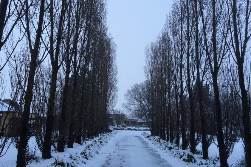 Snow blankets a tree-lined driveway in Orange