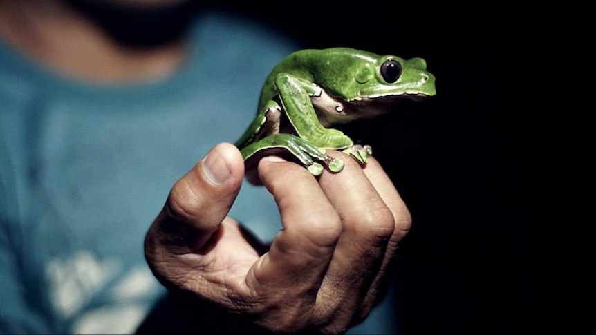 A large frog sits on a person's hand.