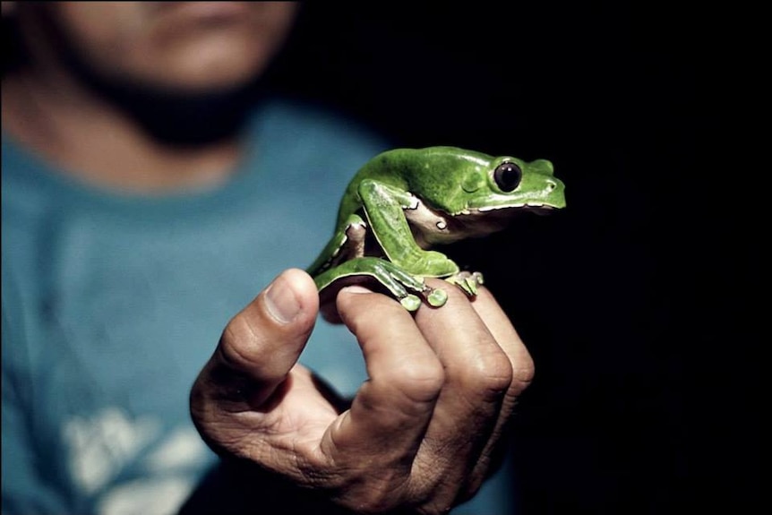 A small green frog sits on a person's hand.