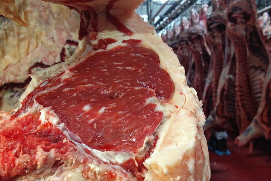 Marbling in the meat on the carcass owned by Wingham High School.