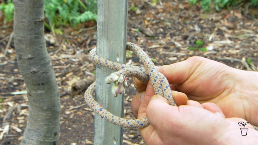 Hand tying rope around a wooden garden stake