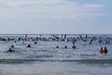 surfers paddle into the water at Victor Harbor