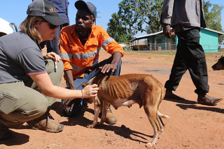 A visibly underweight camp dog is cared for by locals.