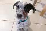 A puppy sitting on tiles with blood on its face