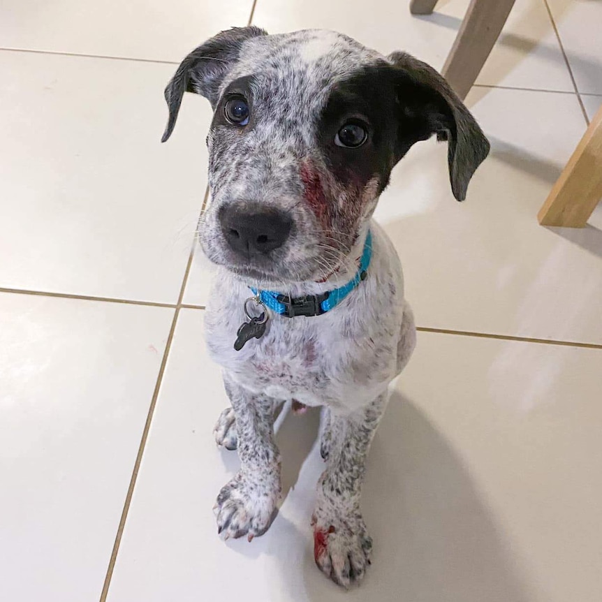 A puppy sitting on tiles with blood on its face