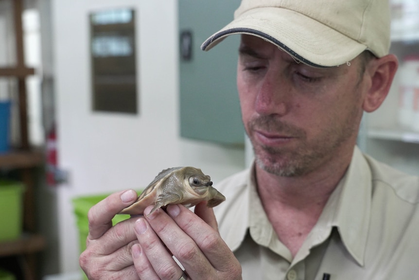 A man holds a tiny pig-nosed turtle in his hand