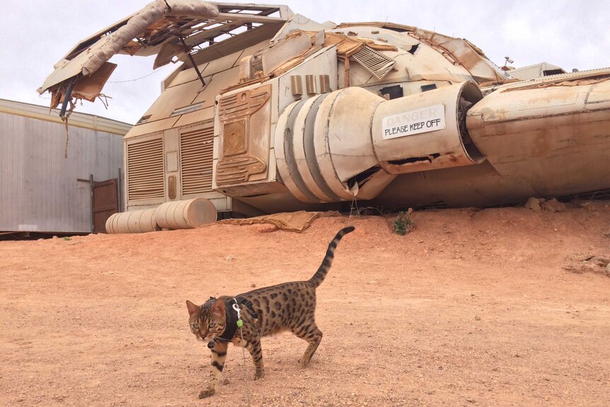A cat with dark brown spots on a leash stands in front of a large dusty white spaceship which sits on brown dirt.