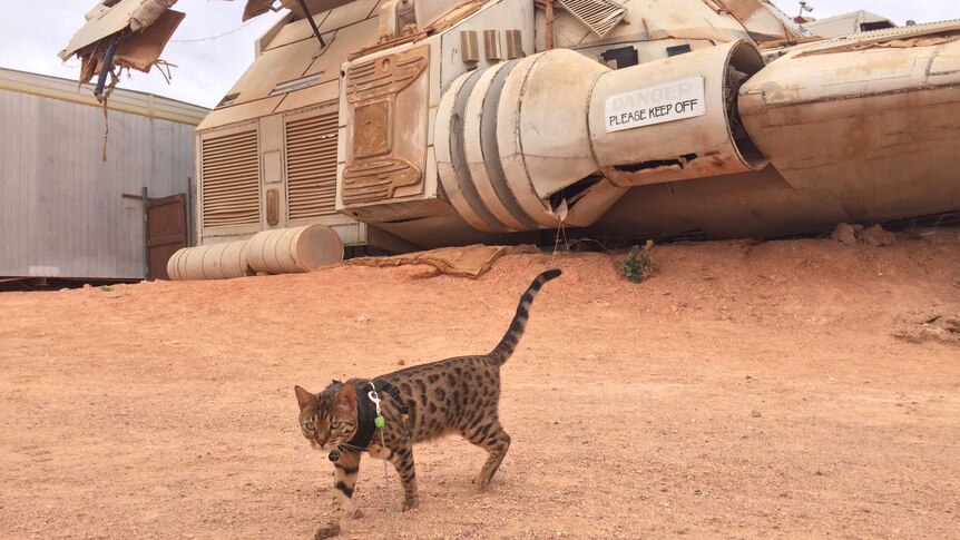 A cat with dark brown spots on a leash stands in front of a large dusty white spaceship which sits on brown dirt.