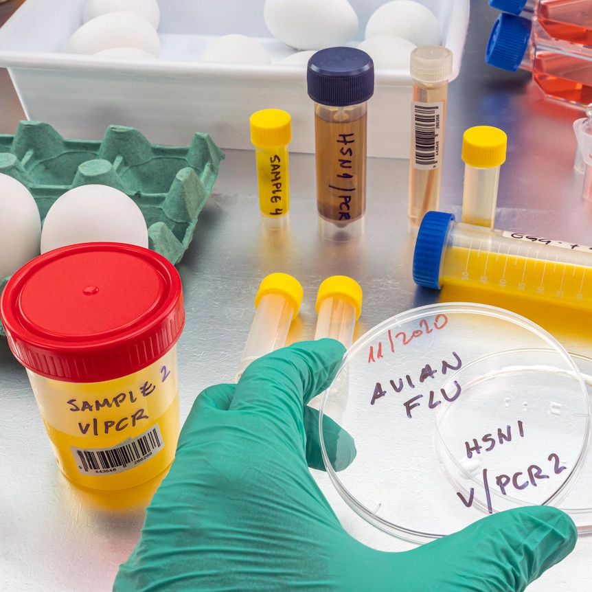 A petri dish labelled 'avian flu' is held over a lab workbench with testing equipment 
