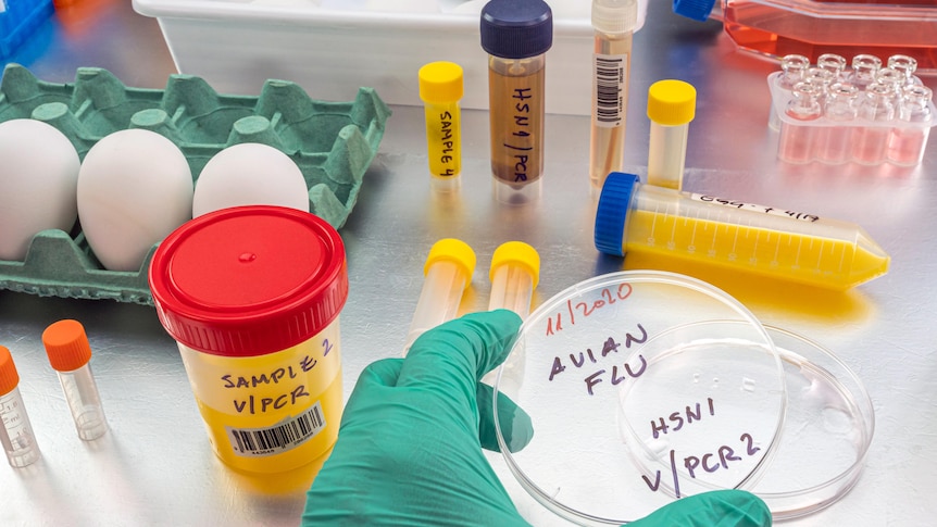 A petri dish labelled 'avian flu' is held over a lab workbench with testing equipment 
