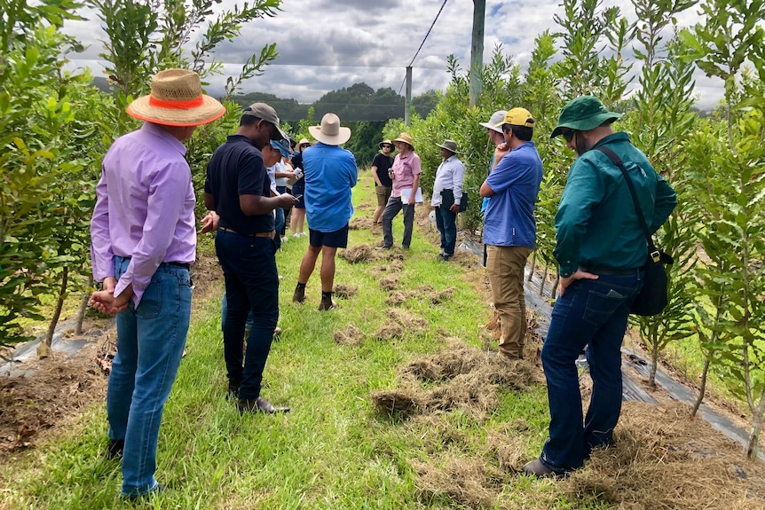 A group of people stand between rows of young macadamia trees.