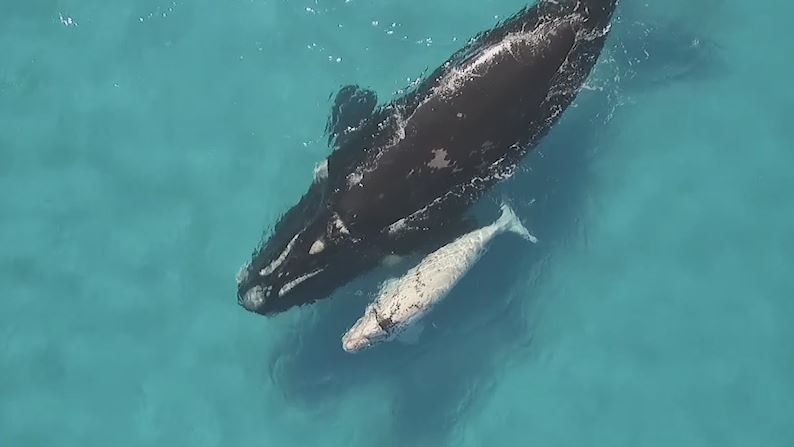 A whale and her baby swim in the ocean.