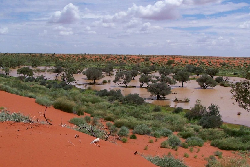 Water with gidgee trees growing in the middle and surrounding by red dunes.