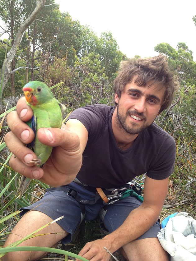 Endangered parrots picky about hollows - ABC listen